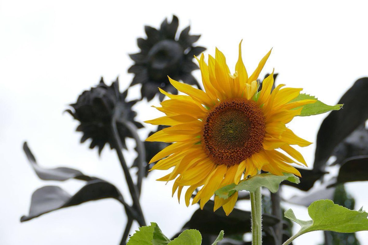 Tien jaar geleden voelt als vandaag. Hoe moet je als nabestaande verder na zo’n wreed verlies. Ik wens onze Hilversumse nabestaanden, en allen die vandaag in Vijfhuizen bijeen zullen komen heel veel sterkte. 17 juli en MH17 - voor altijd met een diepe kras in onze ziel verbonden