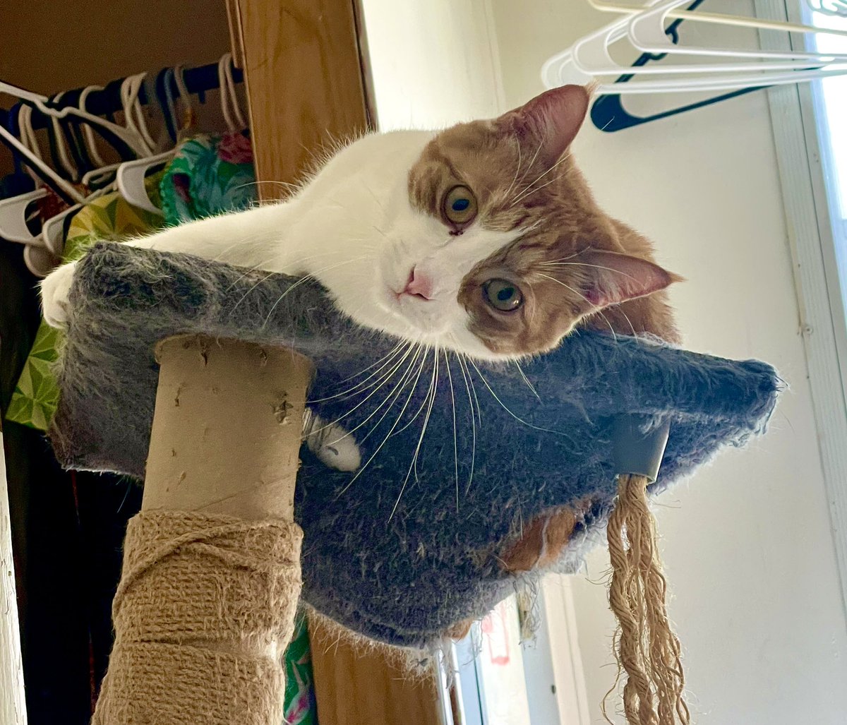 pennstram's tweet photo. Mr Spaghetti here somehow hurt his back leg in the half hour between feeding everyone and me gathering my shower items. I never left the room and he made no sounds or indications that he was hurt but he’s now favoring it 😭 https://t.co/uzuGL5r5Uw