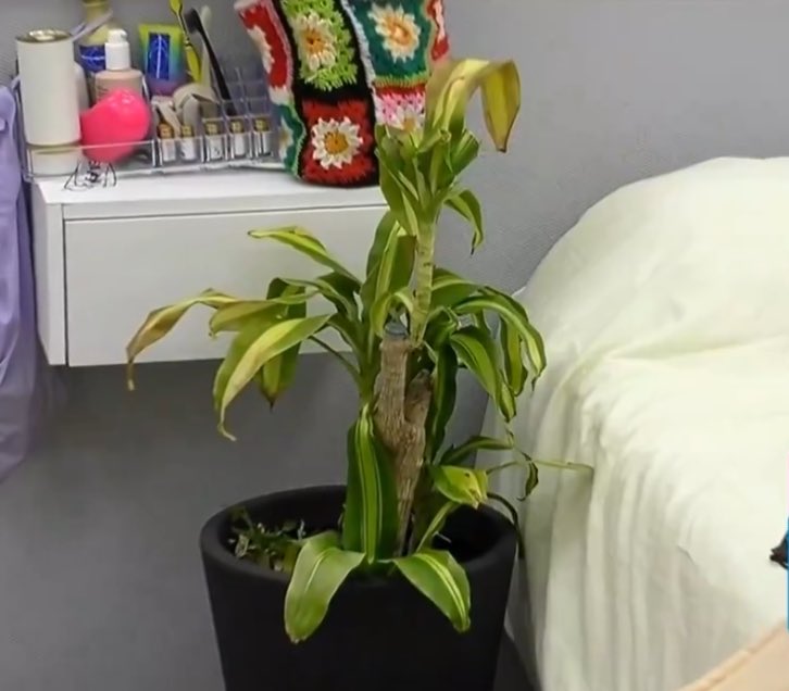 bvstianjara's tweet photo. esta planta ha tenido más relevancia que varios dentro del reality #GranHermanoCHV https://t.co/bg8AmyKAfv