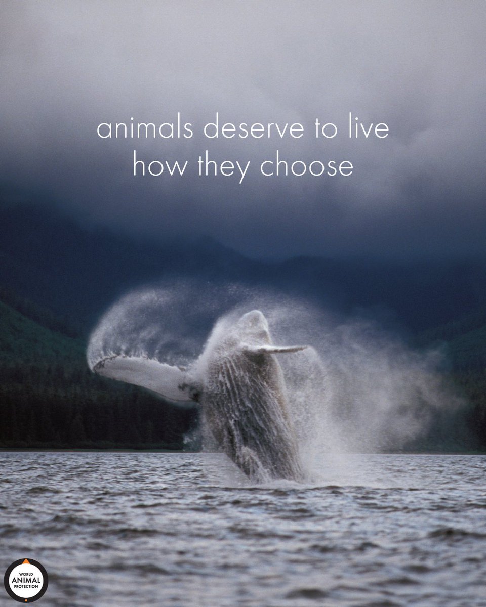 MoveTheWorldUS's tweet photo. In the wild, animals can choose how they spend their days. Every animal should have that opportunity. https://t.co/FJCBAWFYWv
