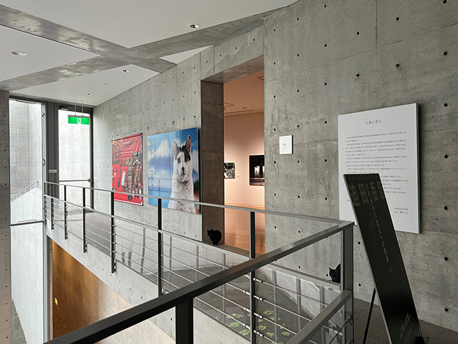 nihonnekoaruki's tweet photo. 岡山県高梁市成羽美術館で「岩合光昭の日本ねこ歩き」展が始まりました！大人気の番組「岩合光昭の世界ネコ歩き」から、番組で訪れた国内15カ所のネコとヒトの暮らしぶりを紹介します。
【展覧会情報】
期間：2024年7月13日（土）～2024年9月23日（月・振）
会場ホームページ
https://t.co/KkT9UwpwLR https://t.co/gGEx8g3VBy