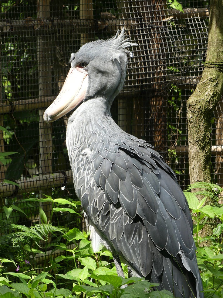 シリーズ鳥のゆび⑤／ #ハシビロコウ の足のゆび 前に3本 後ろにも1本