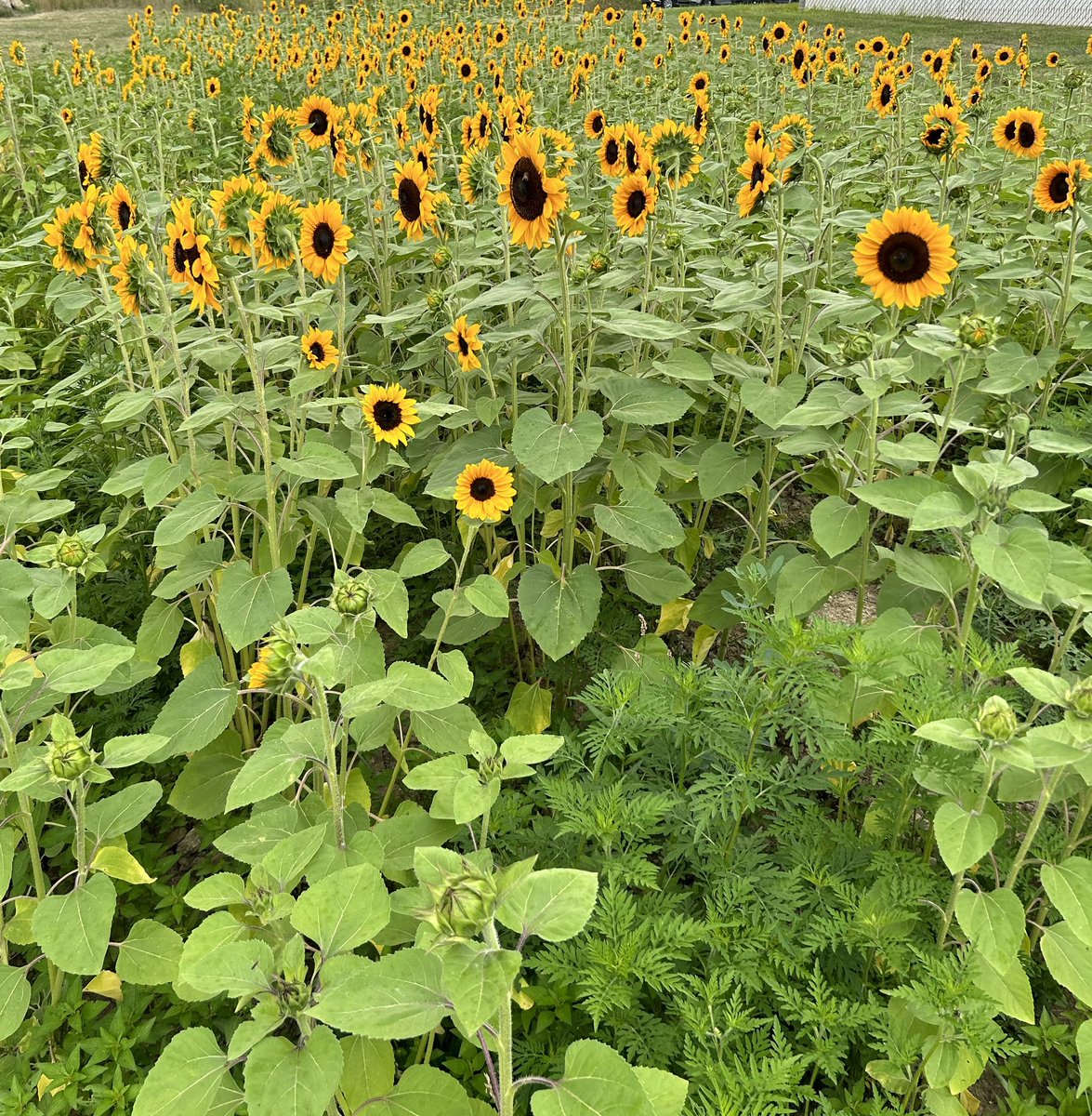 MATTbossPLYBON's tweet photo. Sunflowers blooming brightly at Lavender Trails in 2024! https://t.co/Qh1tB6eS3Q