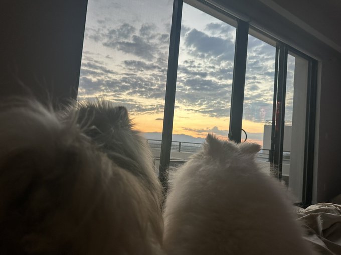 Fur kids are watching the sunset 🌅 https://t.co/vqExtn2Am0<a href="/tag/coffeewithnikki"class="tags"><span>#coffeewithnikki</span></a>