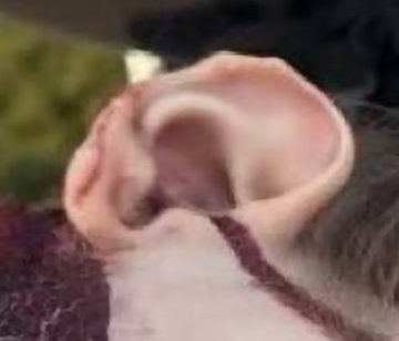 SirMannyAngel's tweet image. 📸:@Ryanmor54929339 @wraithwraith123 @QueenAnticommie

After seeing these photos: Who do you think REALLY attempted an assassination of President Trump?

#AlwaysQuestionEverything #DontBeFooled #StayCurious #AlwaysAskQuestions