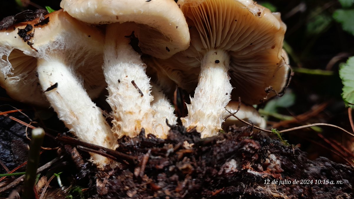 Montse_Zzz's tweet photo. #Laccaria
#Gymnopilus
#Pholiota
#Panus ? https://t.co/mXANi8CdXl