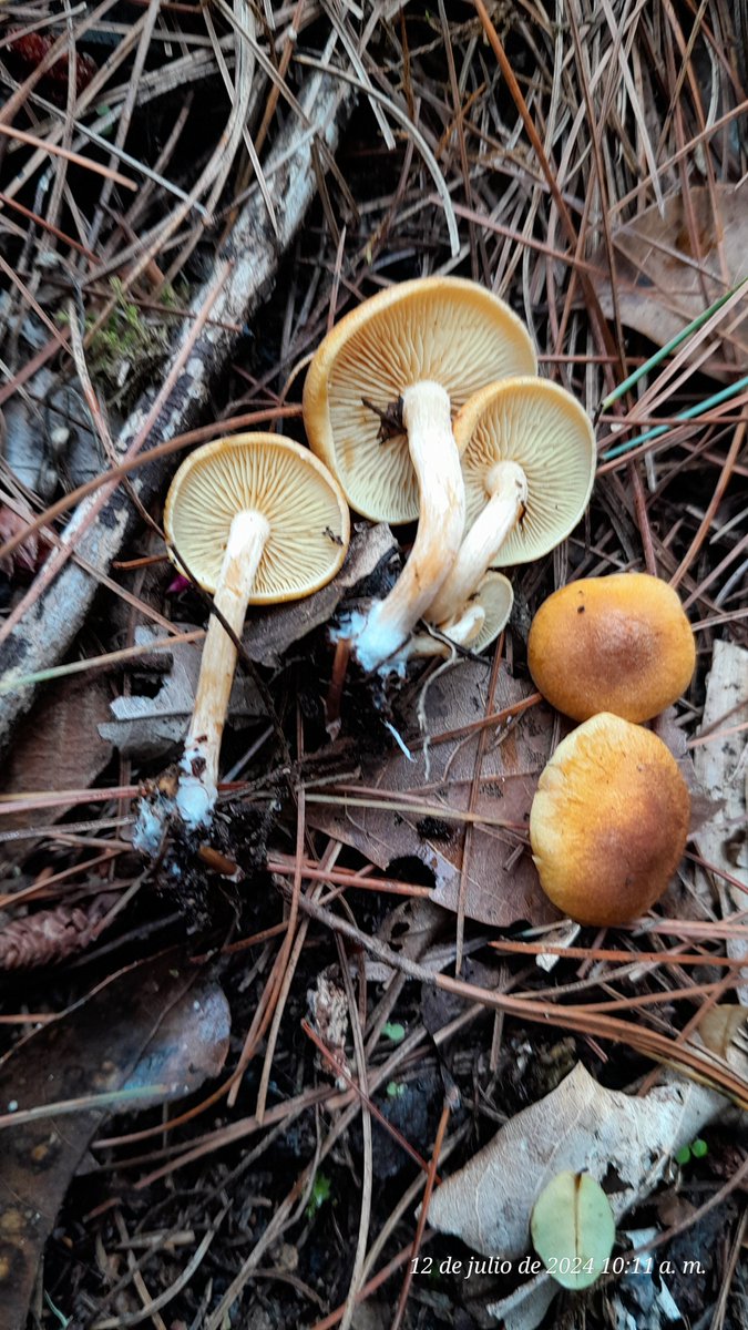Montse_Zzz's tweet photo. #Laccaria
#Gymnopilus
#Pholiota
#Panus ? https://t.co/mXANi8CdXl