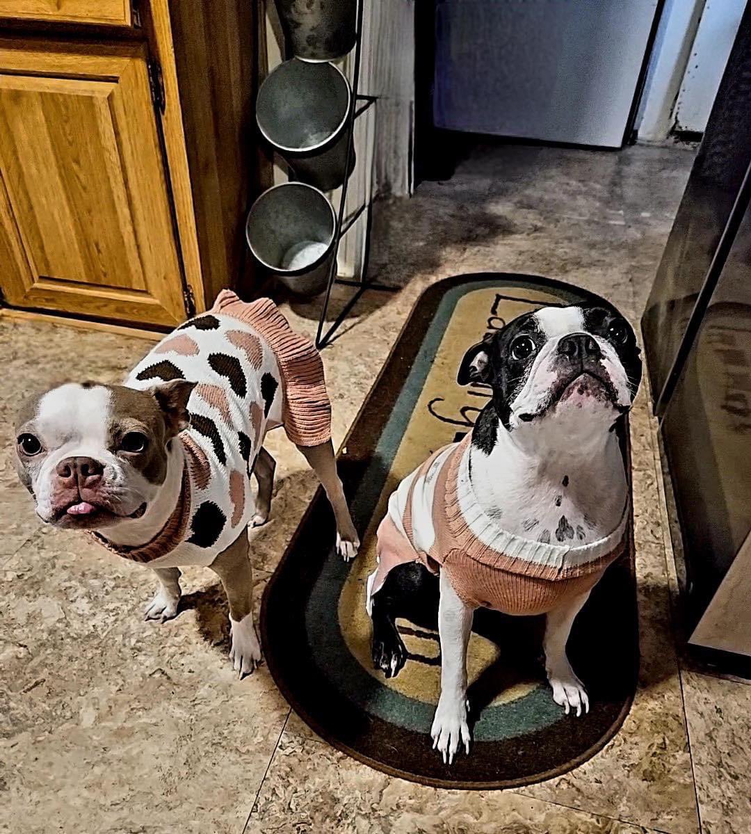 NEBTR's tweet photo. Daisy and Daphne Ready for Adoption!
 
 💕👯‍♀️

We’re Daisy and Daphne, and we’re double the love and double the fun!
 
If you meet thee requirements and would like to apply to adopt Daisy and Daphne, please click here:
https://t.co/VdtpqOtwrG https://t.co/cpVLatlvPm