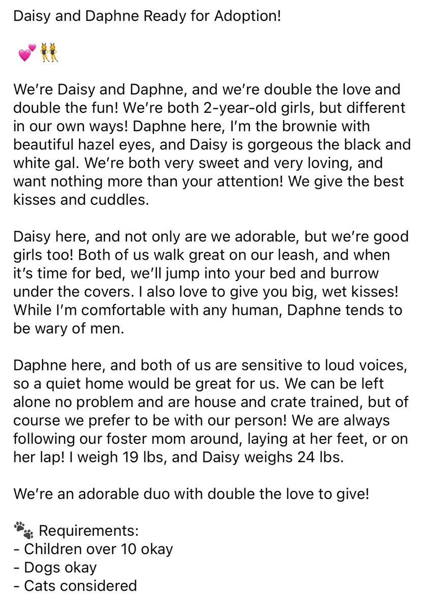 NEBTR's tweet photo. Daisy and Daphne Ready for Adoption!
 
 💕👯‍♀️

We’re Daisy and Daphne, and we’re double the love and double the fun!
 
If you meet thee requirements and would like to apply to adopt Daisy and Daphne, please click here:
https://t.co/VdtpqOtwrG https://t.co/cpVLatlvPm