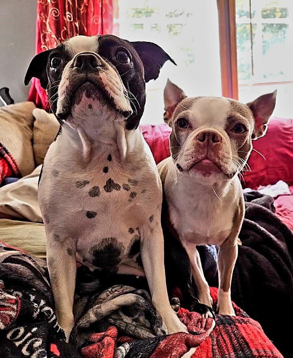 NEBTR's tweet photo. Daisy and Daphne Ready for Adoption!
 
 💕👯‍♀️

We’re Daisy and Daphne, and we’re double the love and double the fun!
 
If you meet thee requirements and would like to apply to adopt Daisy and Daphne, please click here:
https://t.co/VdtpqOtwrG https://t.co/cpVLatlvPm