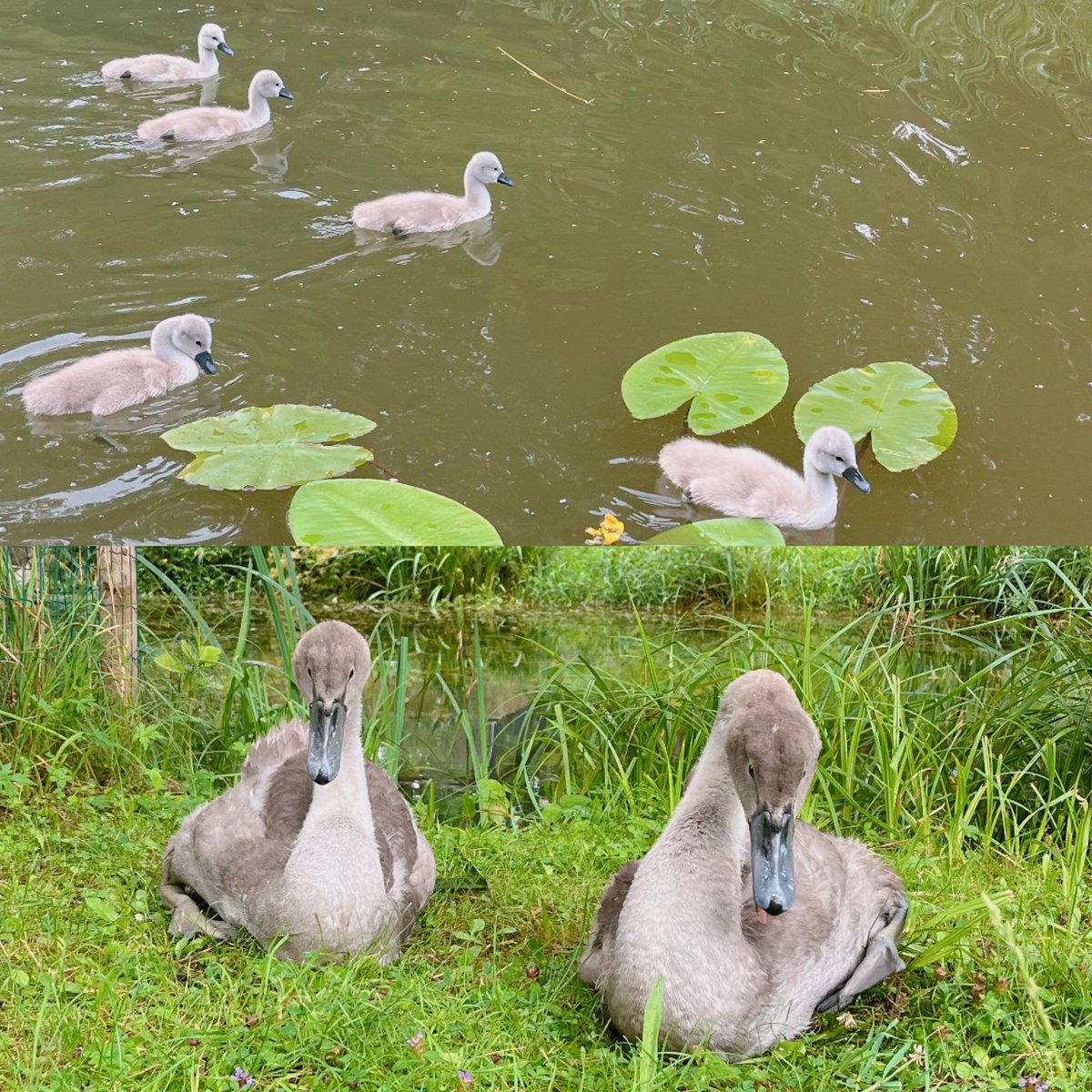 OGAWA, Tadashi(@ogawa_tter) - Twilog (ツイログ)