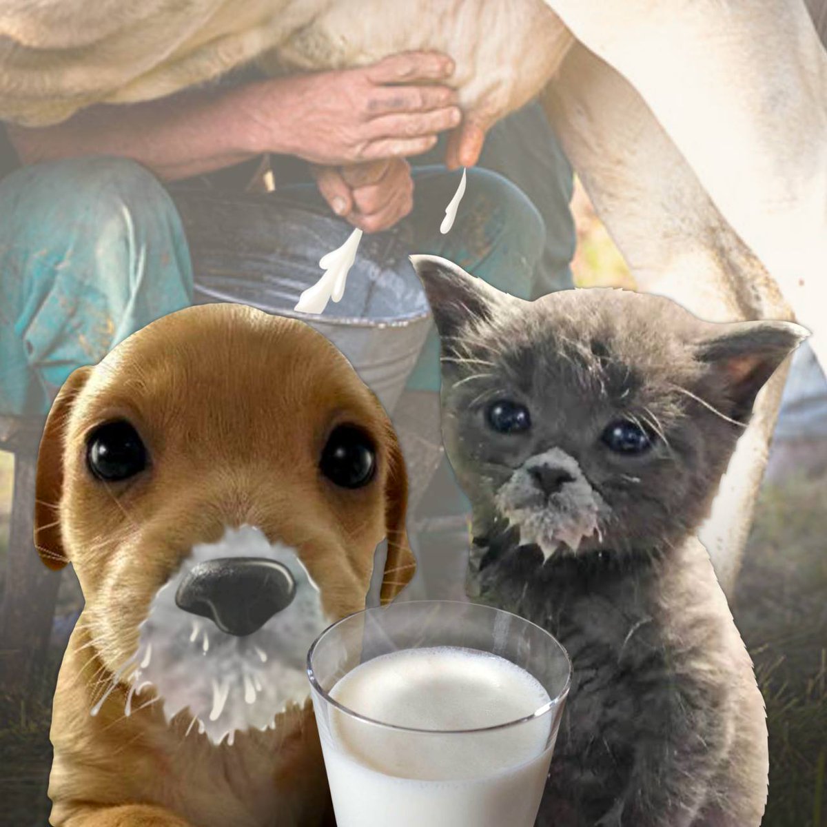 Texan Guy tweet media