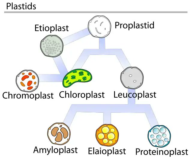 microbeonline's tweet photo. Plastids are present in all living plant cells and some protozoans (Euglena). These are small bodies with double membranes, approximately spherical or disc-shaped, and 1 µm to 1 mm in diameter. Plastids may also appear elongated, lobed, or amoeboid in shape. https://t.co/RMiefE6vzB