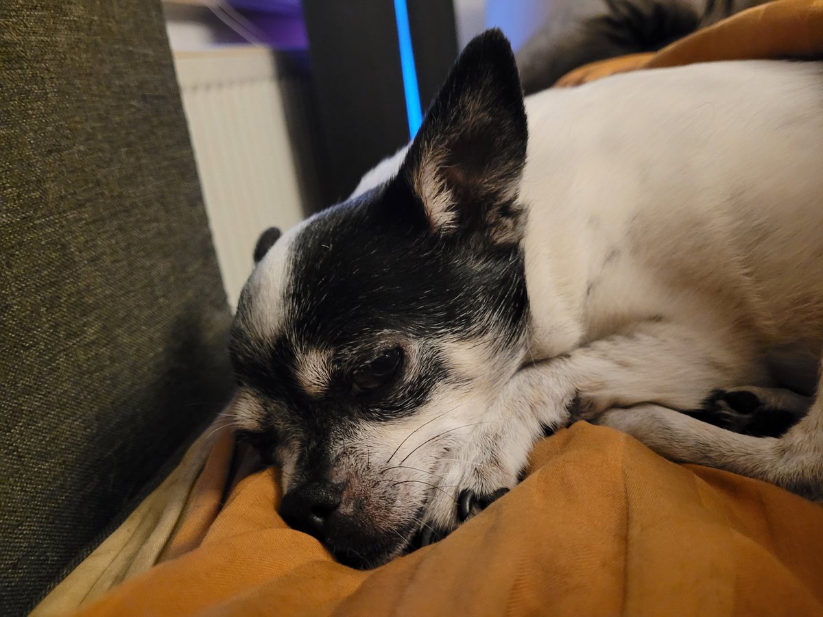 Guten Morgen, ihr Lieben. 🧡 

Eigentlich ist es immer noch zu früh. Wünsche euch einen Mittwoch ohne Stress. 
🐶🍀☀️😊