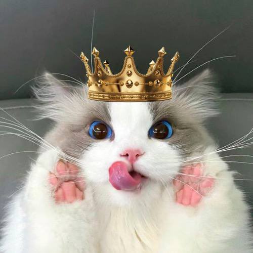 colodolo69's tweet image. Get freeki with $leeki