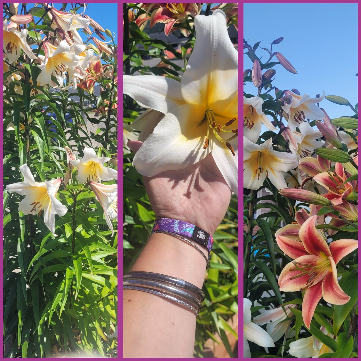 I wish everyone could smell these Lily's 🌻 life is great just sitting outside and smelling them all day