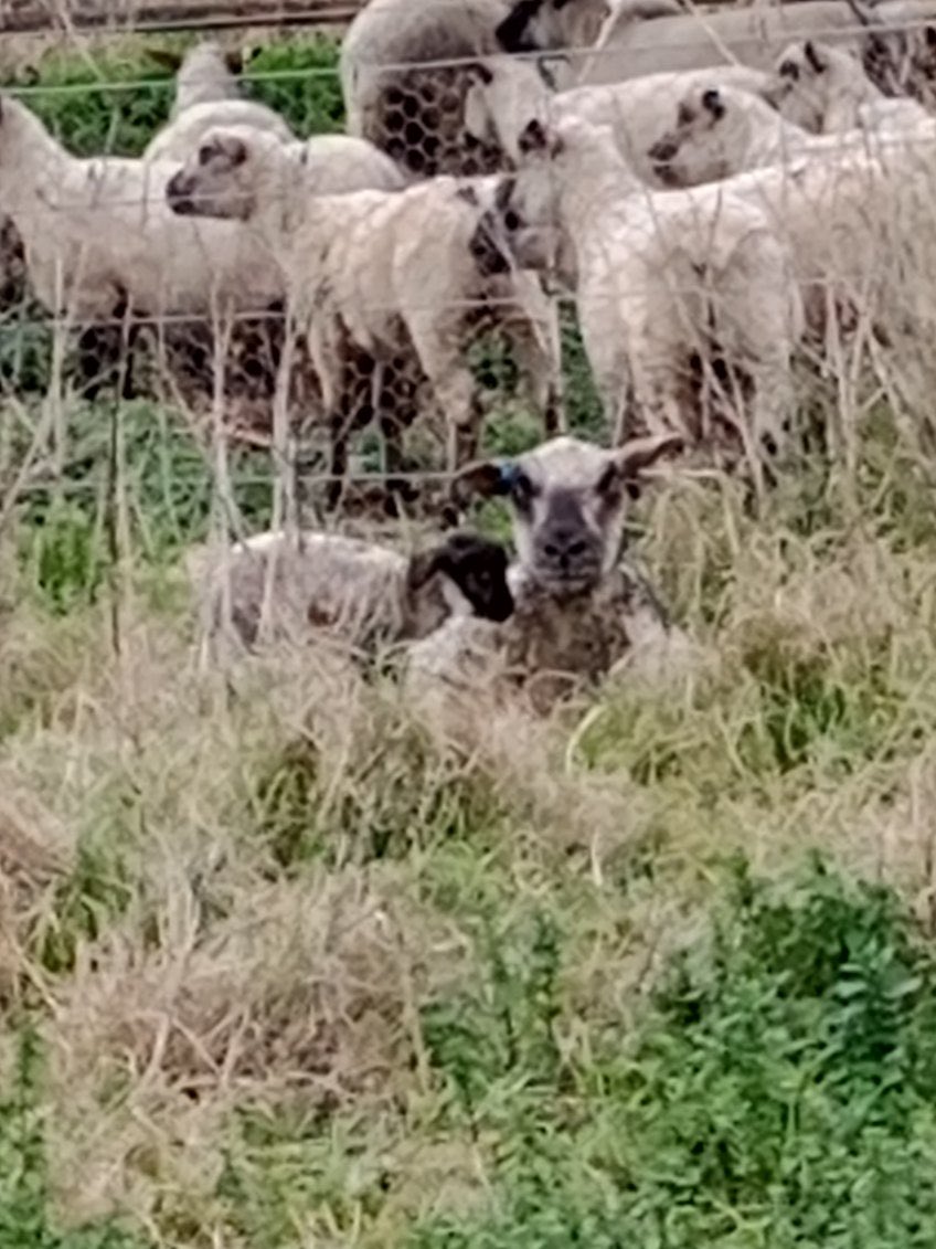 PhillipAdams_1's tweet photo. Say hello to our  first lamb of the season https://t.co/jtE6cqUYJ7
