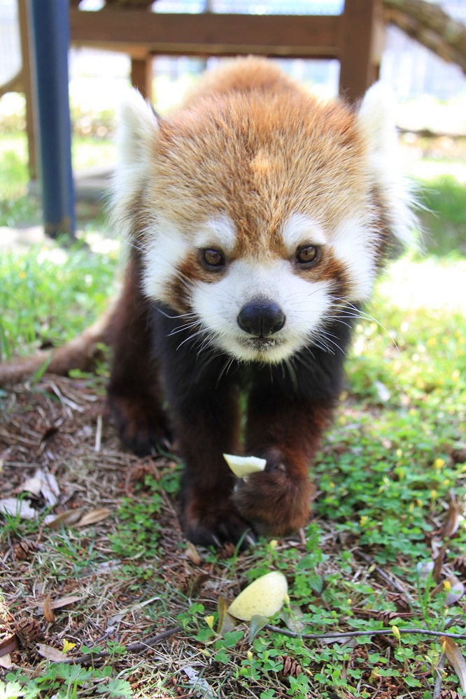 動物】レッサーパンダ『タク(♂)』が死亡しました 当園の人気者だった
