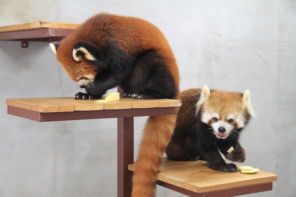 廃盤　新品　タグ付き　ジェリーキャット　レッサーパンダ　Red Panda 廃盤 新品 タグ付き ジェリーキャット レッサーパンダ Red Panda 廃盤