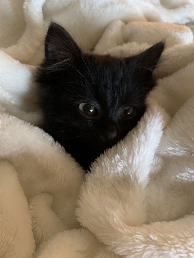 my little and beautiful Saki 🖤.