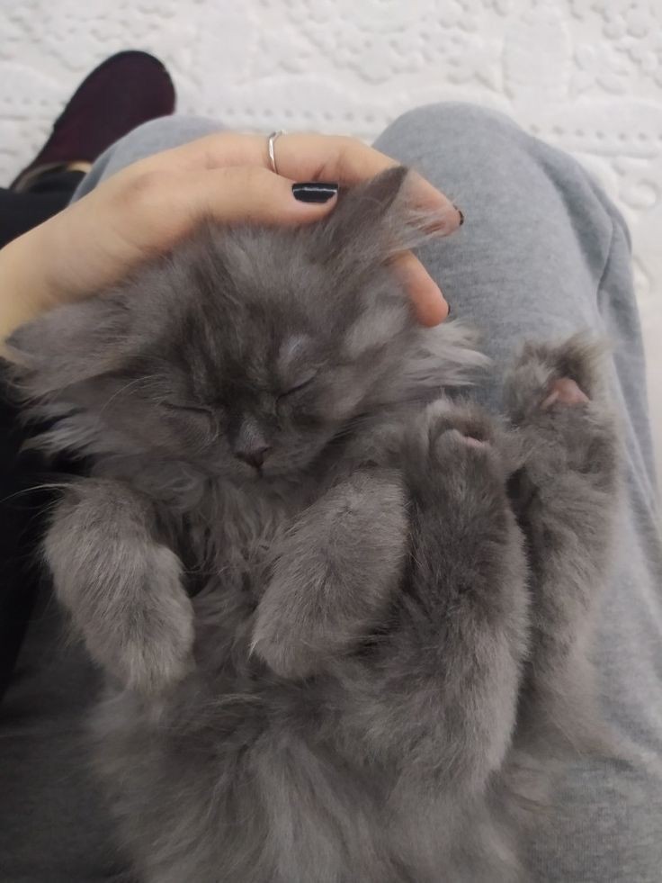 jpihoon's tweet photo. @mhyungjae @k Enaknya bobo sambil dielus https://t.co/0xR7Oc2UZU