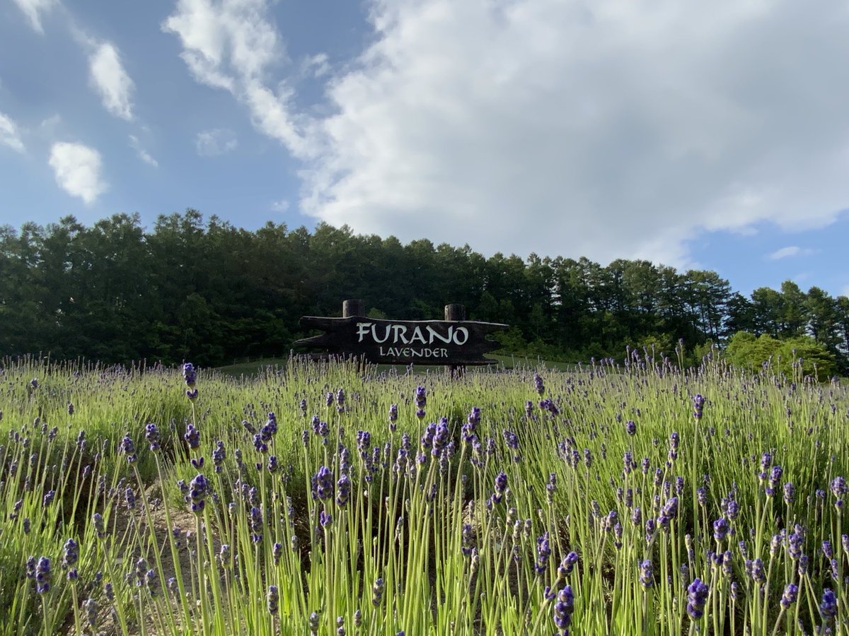 akashicllc's tweet photo. #富良野
#Frano https://t.co/HQO6ojBLjr
