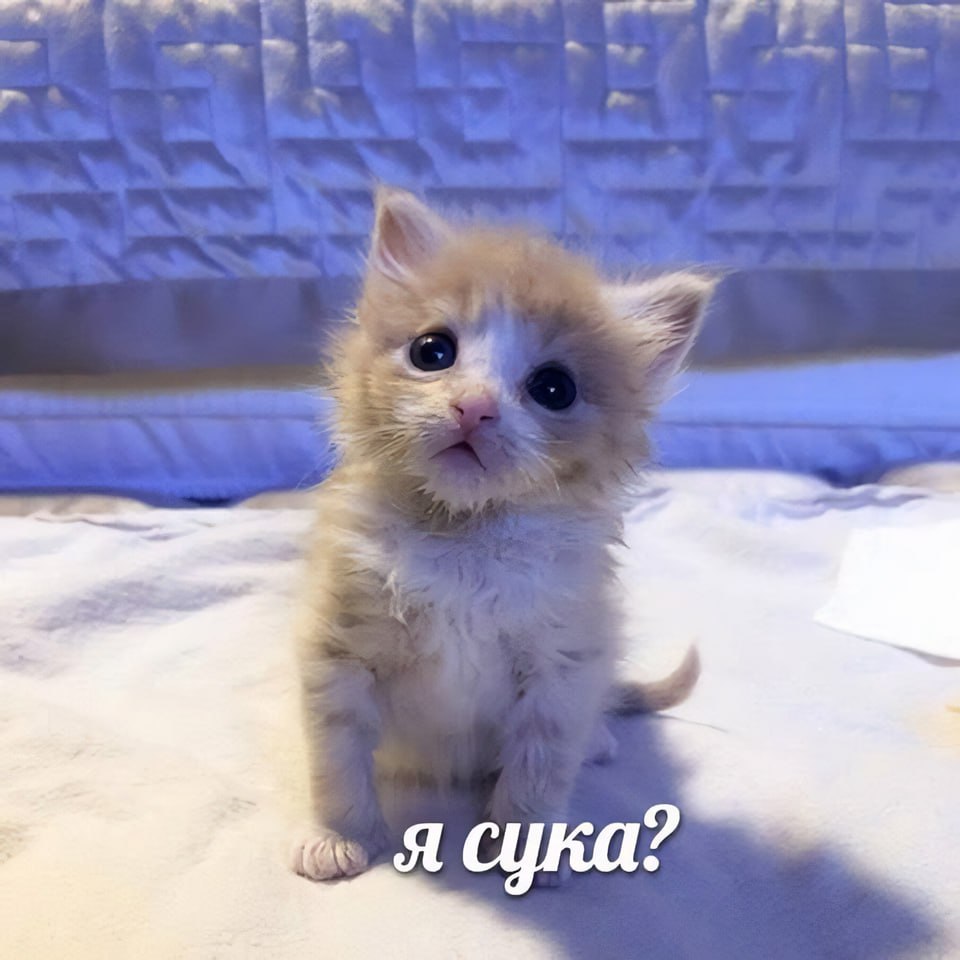 Роман Карман tweet media