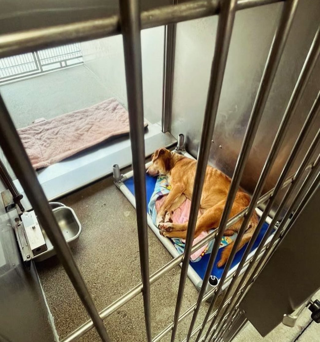 Please get this senior 13yo AUGGIE #A5638469 into a loving home. He has had a HIDIOUS 13 yrs,WE can make the rest of his time,GOLDEN! 
He just wants to live &amp; b loved 
Sad to say the shelter is the most comfort he has ever known 😢
PLZ #ADOPT #FOSTER #PLEDGE even a Retweet helps