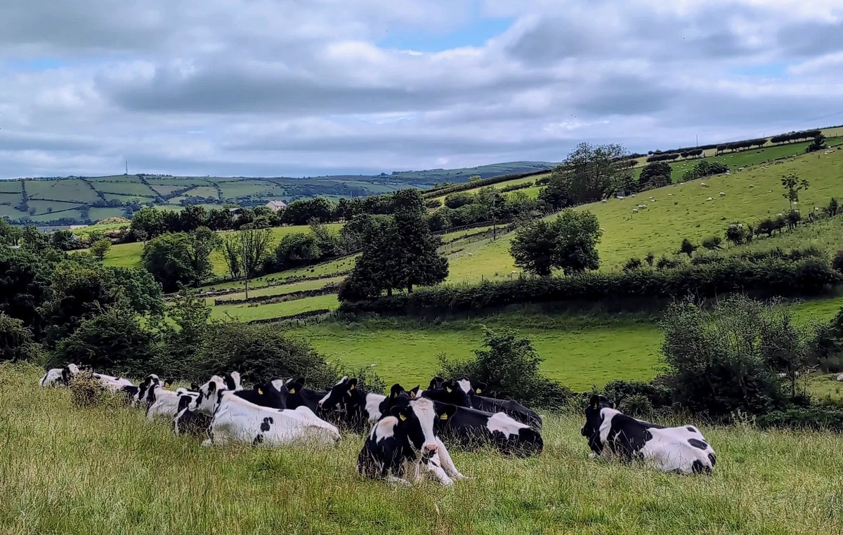 DenMagic's tweet photo. Cows on the hills #Carnlough #Ireland https://t.co/td3eIfya4C