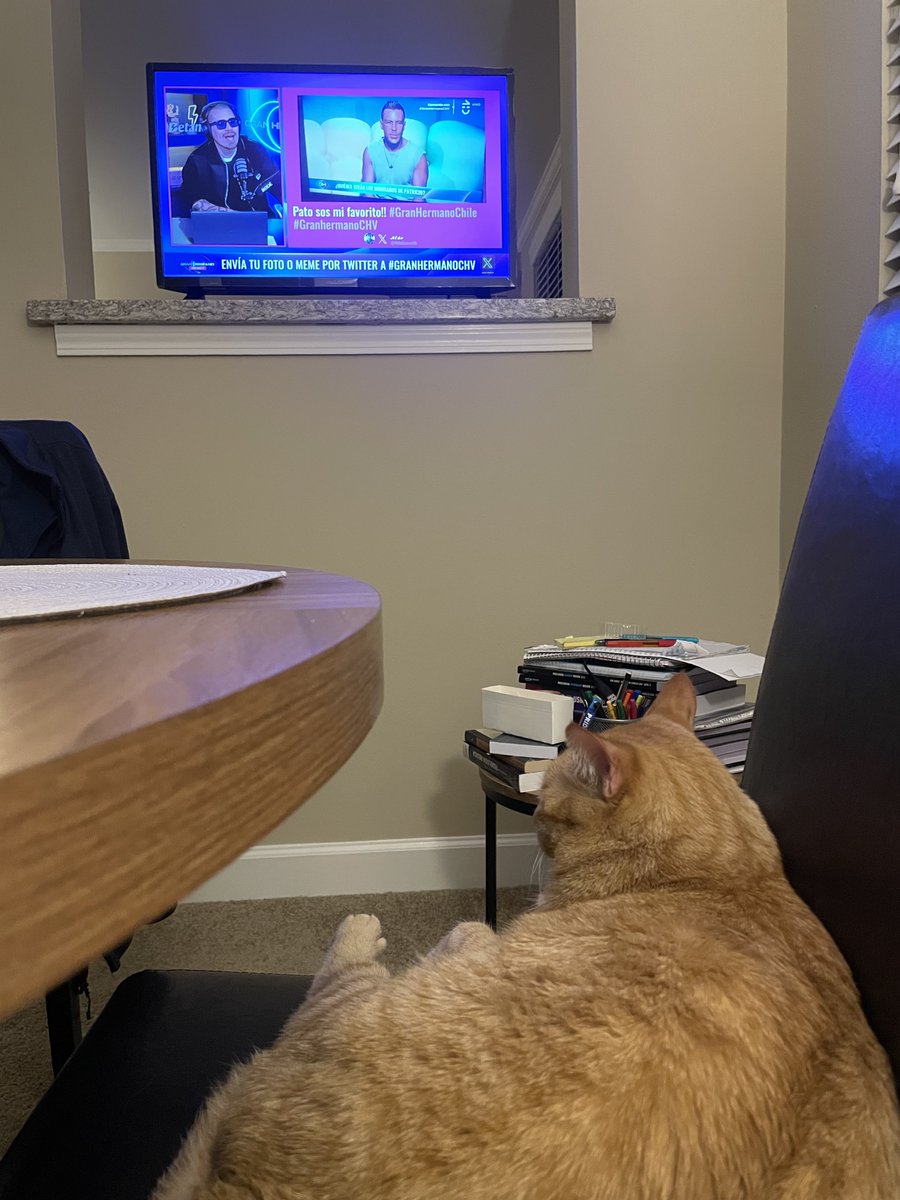 Danitamarugal's tweet photo. Dije q no volvería a ver #GranHermanoCHV pero mi gatito se quedó pegado viendo el react de @ClaudioMichaux … saludos desde California! 😸 https://t.co/KWw0hrshjx