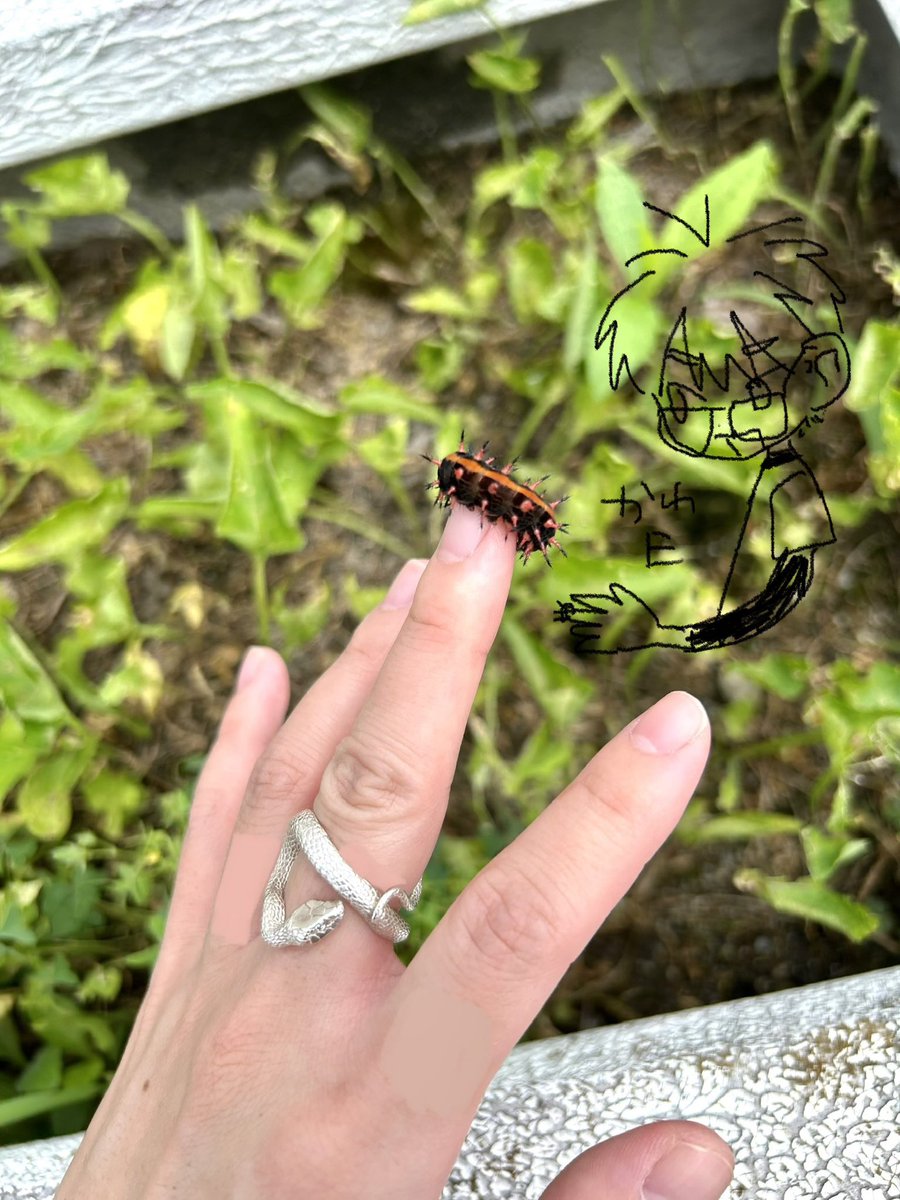 ツマグロヒョウモン幼虫のお帽子

⚠️2枚目🐛チャン 