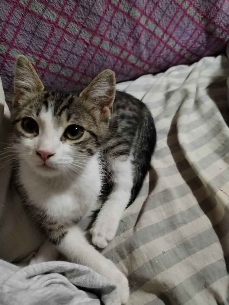 #Actualitzo s'ha arribat als 95 euros. Una empenta més ! Tot ajuda: 1, 2, 3, euros. Gràcies mil 💞 💞 El Trasto ho agrairà!! Bizum; 646689901
Per cert, és NEGATIU a Leucèmia! Busquem #adopcio Tot al dia, 3 mesets, molt carinyós 💞 contacte  per Dm <a href="/Solopar53137293/">Solopar</a>