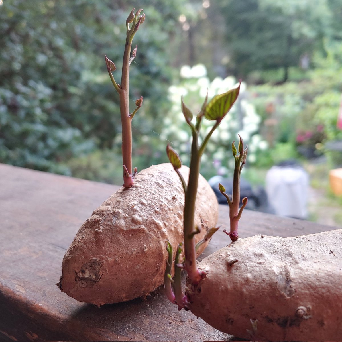 JerriBun's tweet image. Apparently, the #sweetpotatoes are getting ready for the next growing season... 😄 #gardening