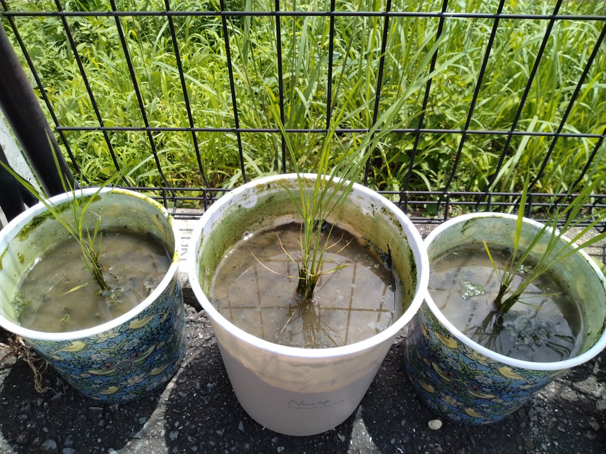 こんにちは！先週から雨が続いていましたが、今日は晴れてます！暑いです☀稲は元気に成長してます。日当たりがいいところに引っ越しました😄
#バケツ稲 
#さがびより
#夢しずく
