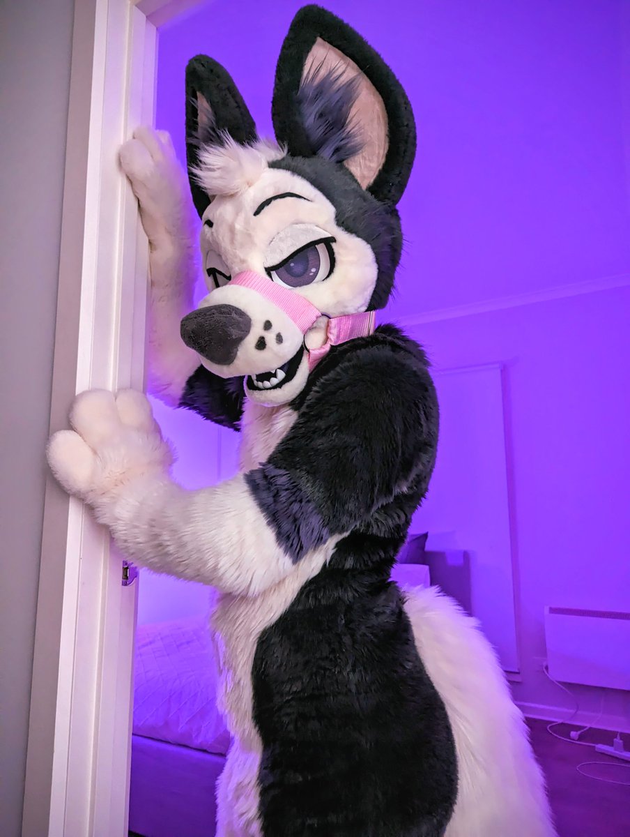 a fox blocks your path, what will you do?~ 🦊🐾