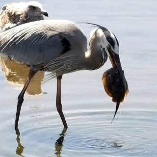 Captured https://t.co/iz6a12EGyD<a href="/tag/socal"class="tags"><span>#socal</span></a><a href="/tag/tinder"class="tags"><span>#tinder</span></a><a href="/tag/banned"class="tags"><span>#banned</span></a><a href="/tag/cityheights"class="tags"><span>#cityheights</span></a>