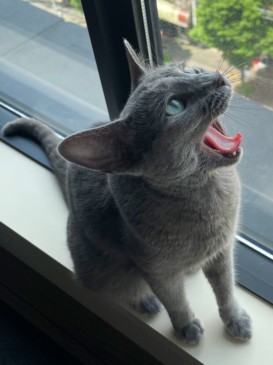 ロシアンブルーのベル🐈‍⬛ (@belle20220715) / X