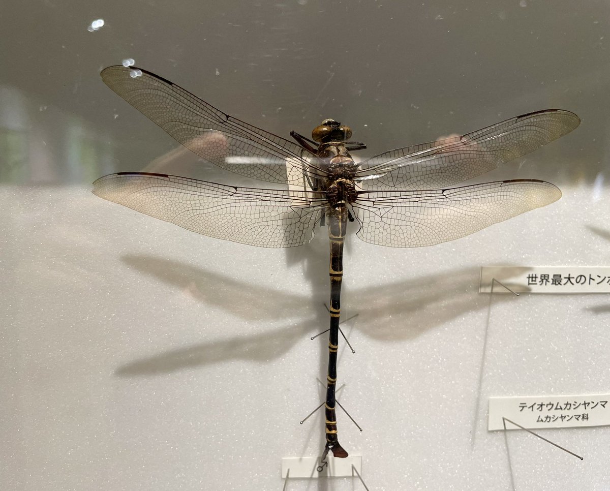 入って割とすぐにテイオウムカシヤンマのペアがいてグヌヌ〜欲しい