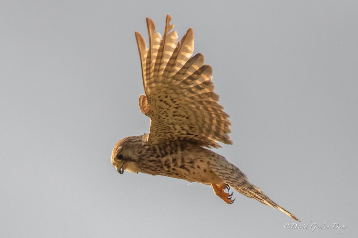 DavidGordonDav1's tweet photo. Enjoying some local kestrel action @WarrenFarmNR #londonraptors # birds of prey #@birdsofpreywb @bo_prey #kestrel #Falcons https://t.co/GLAGKHlxXO