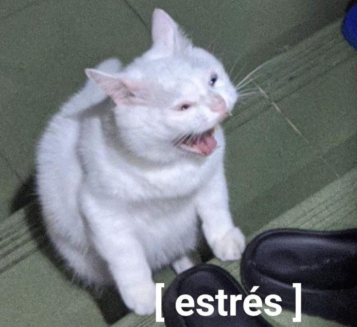 HidekelBon's tweet photo. He sacrificado el pack Evori Dramwings por un micrófono HyperX. Estoy emocionada pero triste...pero emocionada. https://t.co/PUYoJ0YRZG