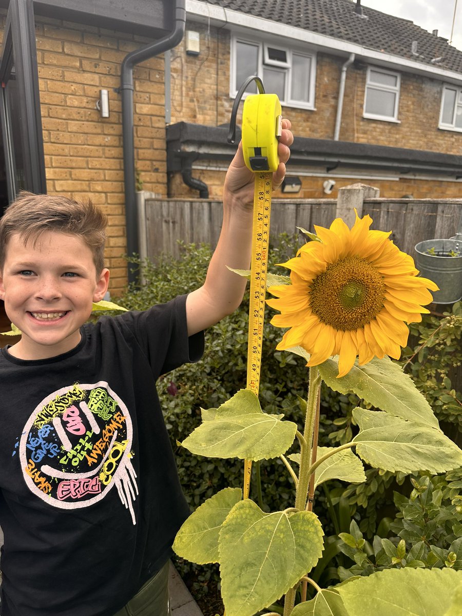 KateOwers's tweet photo. 🌻 155cm for Matty and whilst away in mersea Bens sits at 145cm 🌻@LarchwoodPS https://t.co/IzscujdNLi