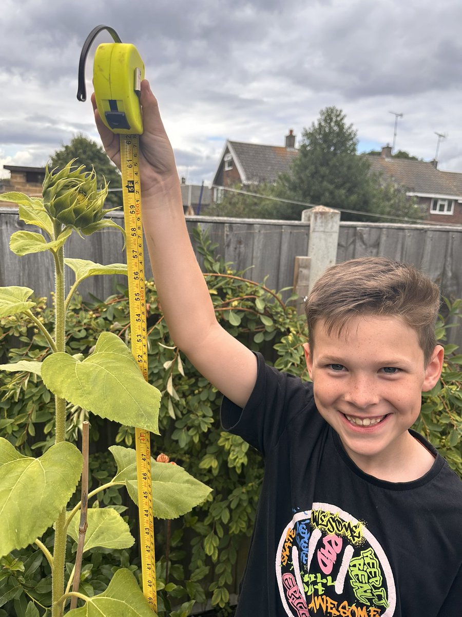 KateOwers's tweet photo. 🌻 155cm for Matty and whilst away in mersea Bens sits at 145cm 🌻@LarchwoodPS https://t.co/IzscujdNLi