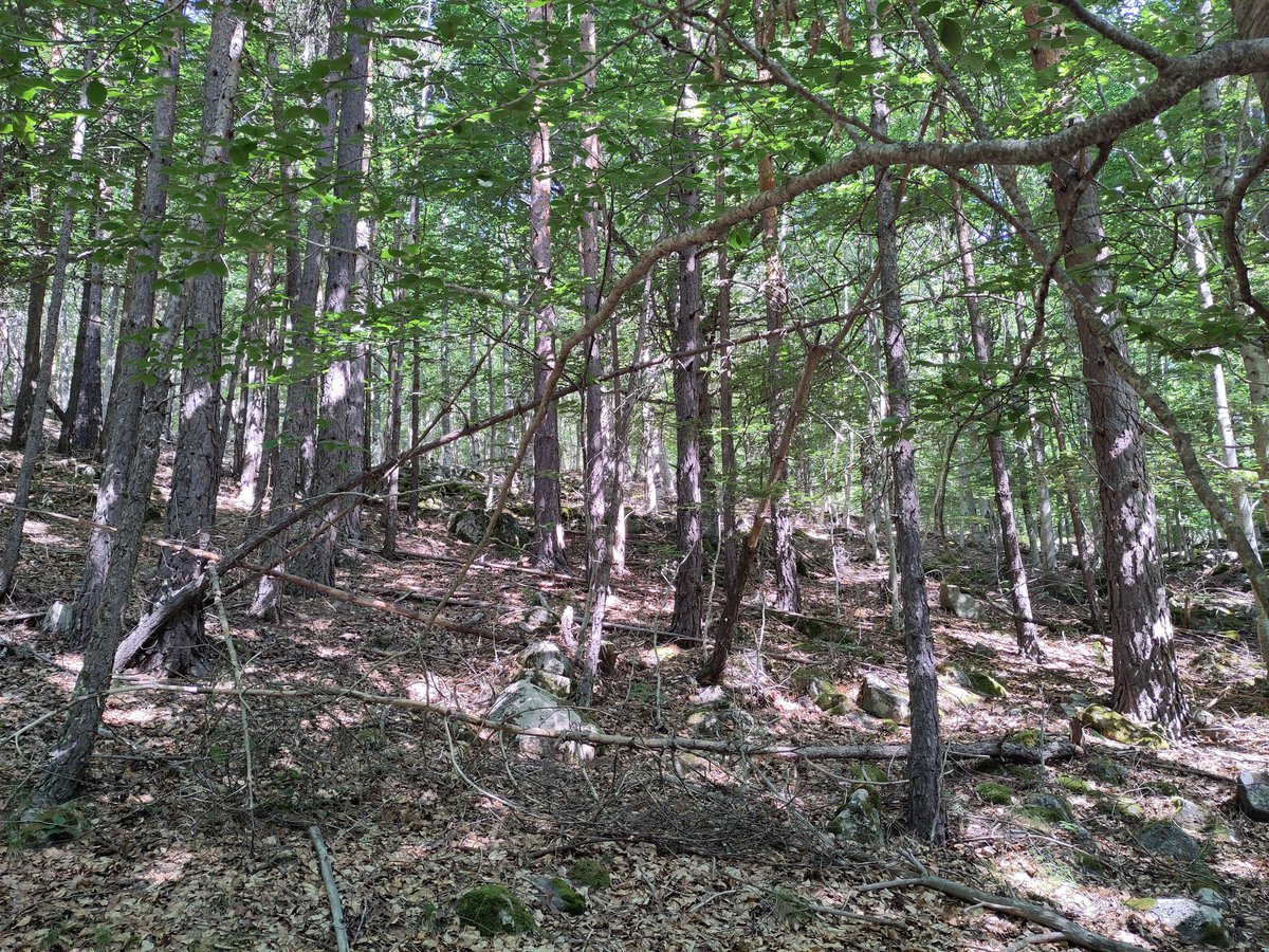 Daniel Moreno-Fernández (@foresrock) on Twitter photo Yesteday, we were collecting field data for for the WP1 of <a href="/EuPathfinder/">PathFinder</a> in P. sylvestris, Q. pyrenaica and F. sylvatica forests (Soria province). We'll come back to the forests in September 🌳🌲 Yesteday, we were collecting field data for for the WP1 of <a href="/EuPathfinder/">PathFinder</a> in P. sylvestris, Q. pyrenaica and F. sylvatica forests (Soria province). We'll come back to the forests in September 🌳🌲