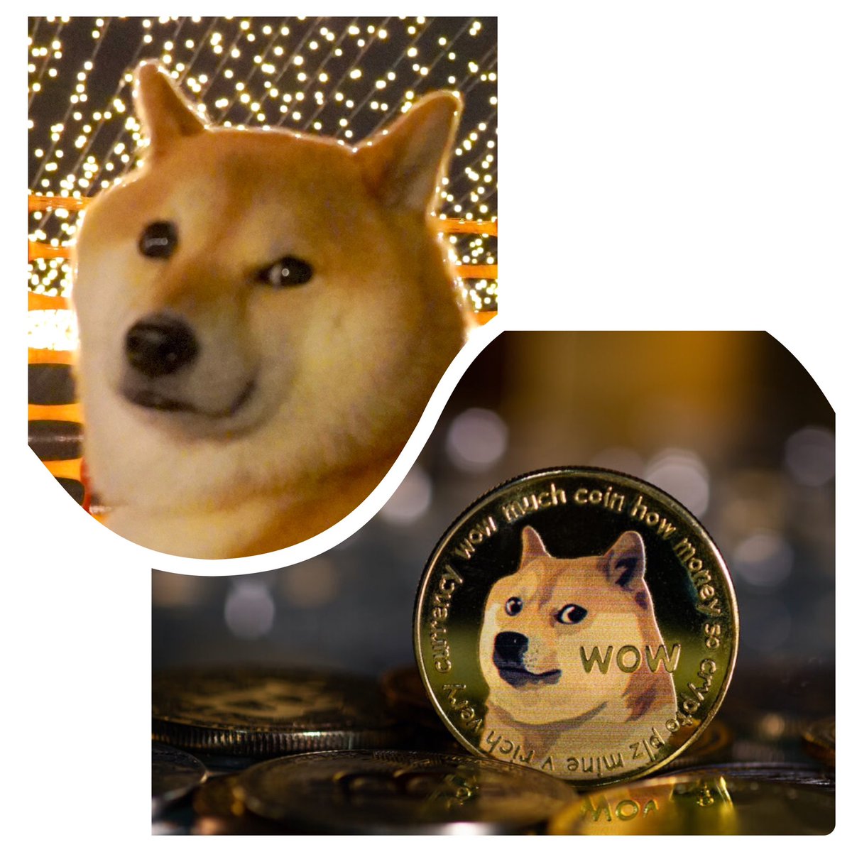 mugi_and_rin's tweet photo. 深みある表情
#doge #dogecoin と似てる https://t.co/XakUfpusIg