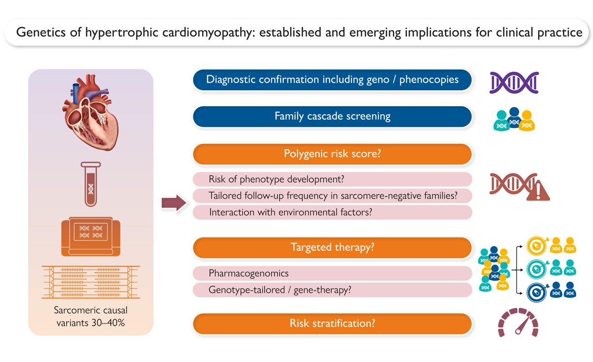 Genetics of hypertrophic cardiomyopathy: established and emerging implications for clinical practice. A State-of-the-Art Review in #EHJ 👉 bit.ly/3Wj9f1L

<a href="/RoccoMontone/">Rocco Montone</a> <a href="/ehj_ed/">EHJ Editor-in-Chief</a> @LuisRLopesDr