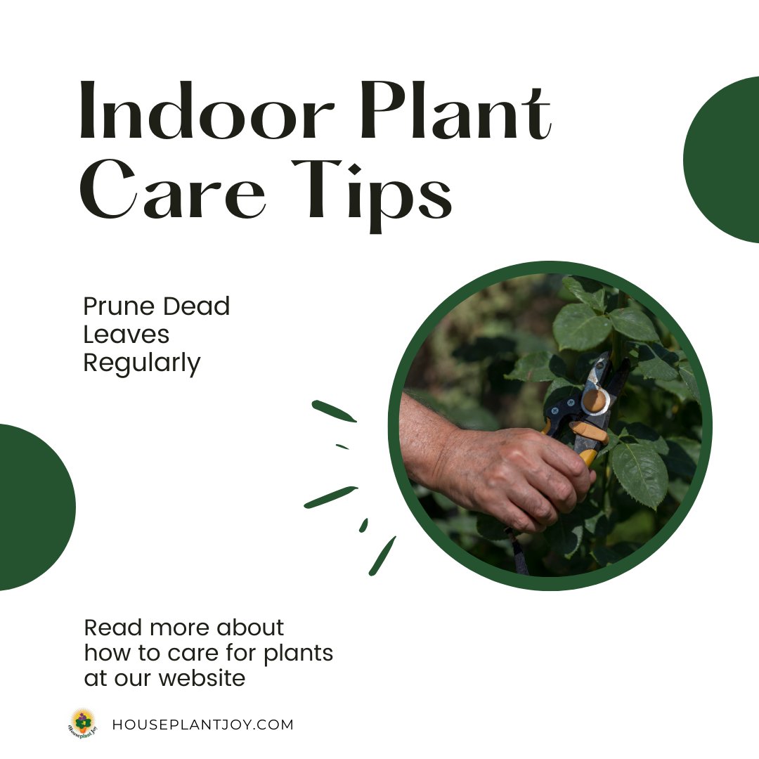 HouseplantJoy's tweet image. 🌺 Trim away dead or yellowing leaves to encourage new growth and keep your plants looking vibrant. Please read the full article on our website: houseplantjoy.com

#PruningTips #HealthyPlants #NewGrowth #houseplantjoy