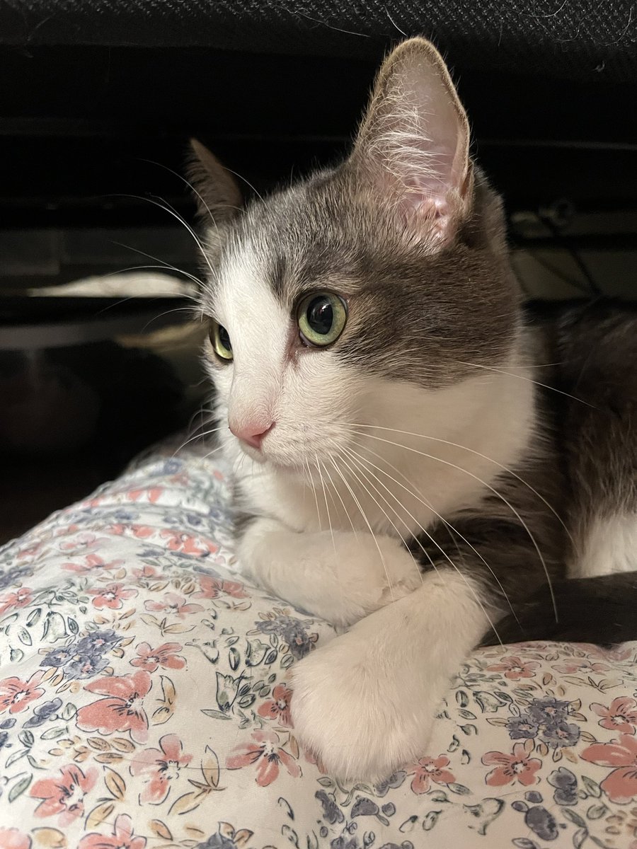 This guy is celebrating using all of his 9 lives last year! He’s doing great!