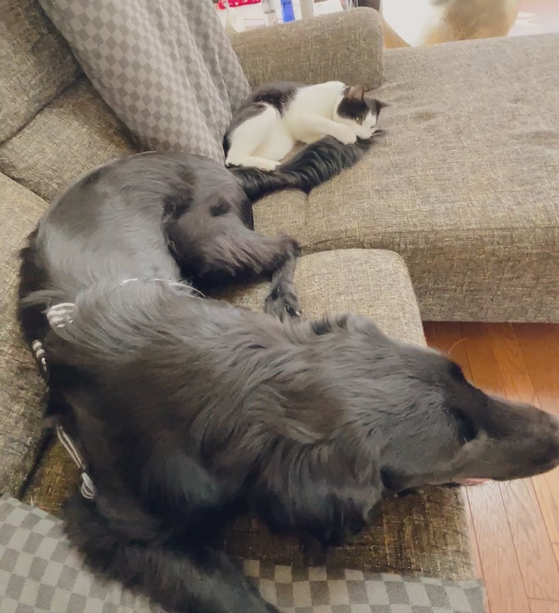 runntannw11's tweet photo. しっぽを噛まれても無反応やんちゃくん。

悪さばかりする猫さま。

  #フラットコーテッドレトリバー  #保護猫 #多頭飼い #犬好きさんとつながりたい #猫好きさんと繋がりたい  #いぬのいる暮らし  #ねこのいる暮らし #犬のいる幸せ #犬との生活 #猫のいるしあわせ  #猫との生活 https://t.co/3xWZKf7NQG