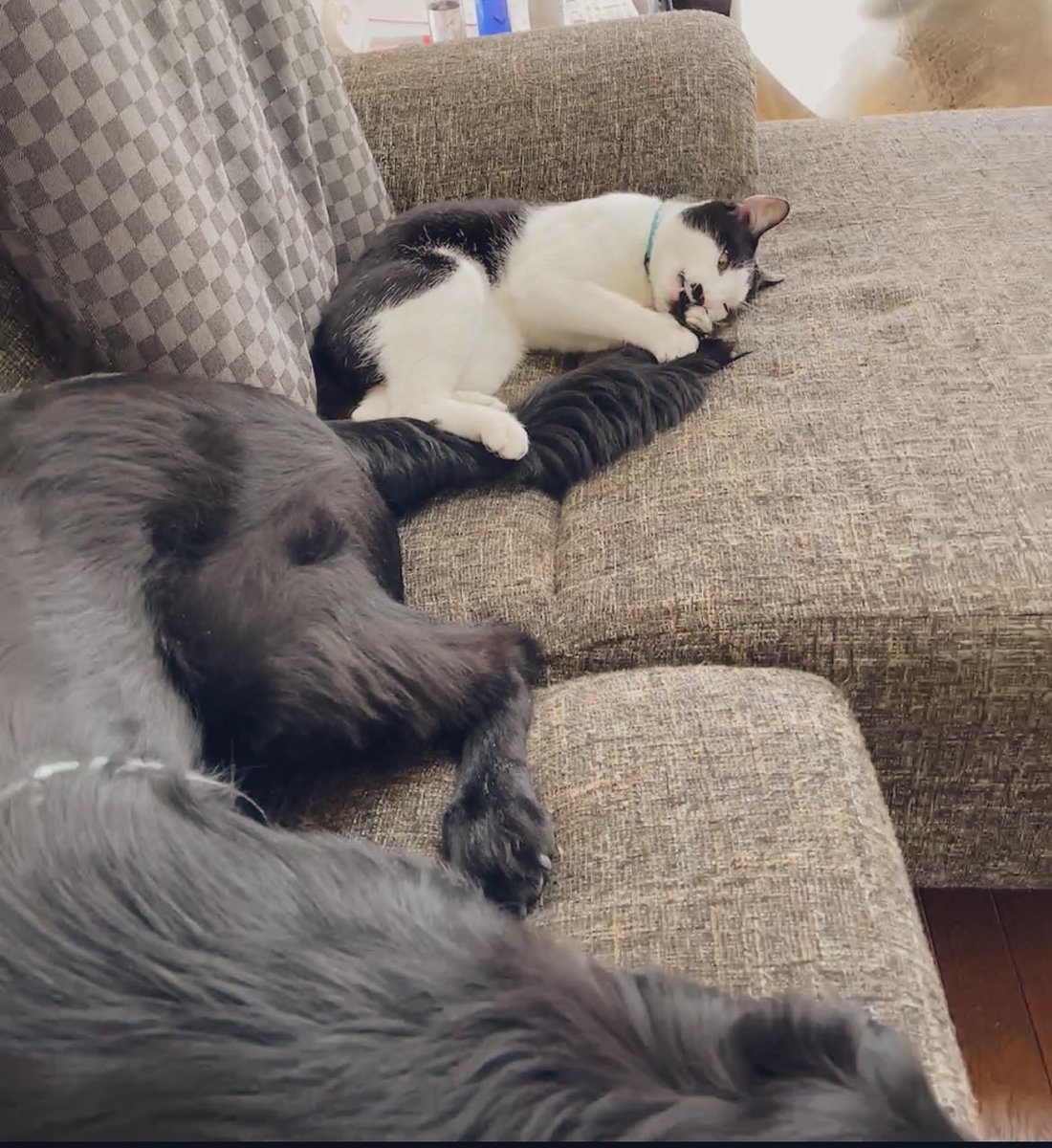 runntannw11's tweet photo. しっぽを噛まれても無反応やんちゃくん。

悪さばかりする猫さま。

  #フラットコーテッドレトリバー  #保護猫 #多頭飼い #犬好きさんとつながりたい #猫好きさんと繋がりたい  #いぬのいる暮らし  #ねこのいる暮らし #犬のいる幸せ #犬との生活 #猫のいるしあわせ  #猫との生活 https://t.co/3xWZKf7NQG
