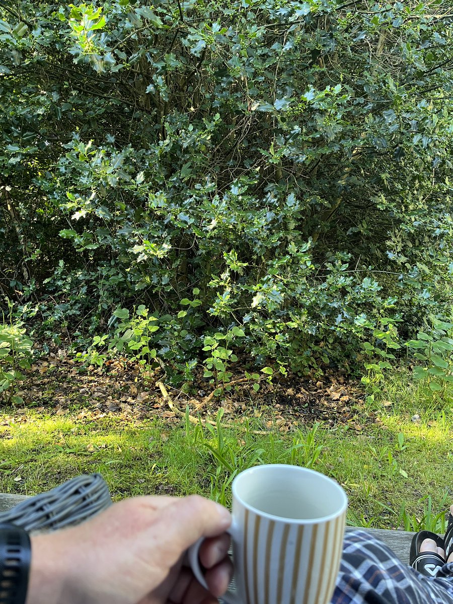 KimHOlsen's tweet photo. Morgenkaffe på terrasse, admiralinden laver pandekager og ungerne hygger. Elsker Bornholm! #afslappende #afstressende #morgenkaffe #Bornholm https://t.co/TO6avKmiwg